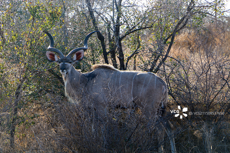 非洲大捻角羚图片素材