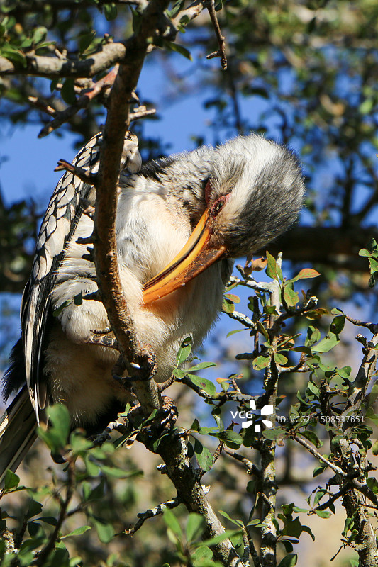 黄嘴犀鸟图片素材
