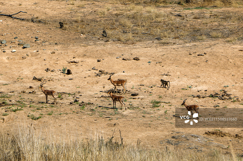 非洲草原风光图片素材