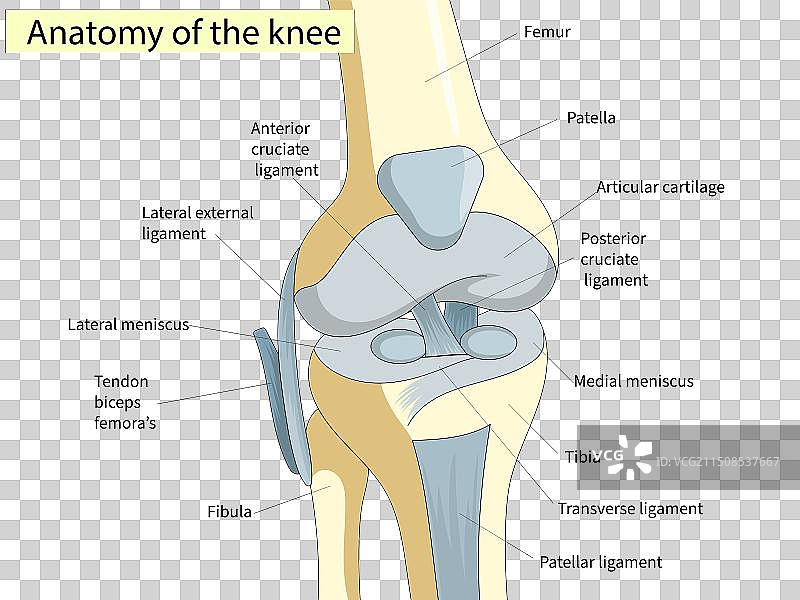 膝关节解剖学横截面图片素材