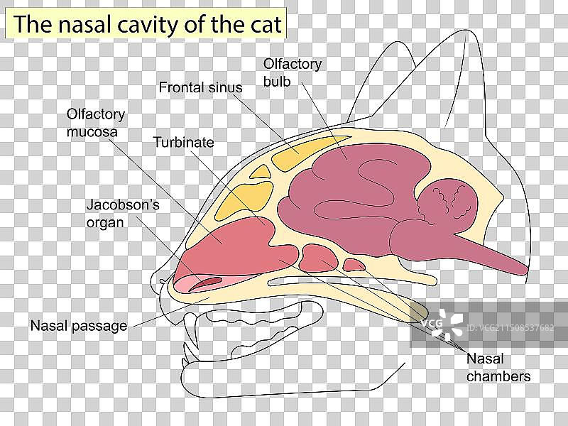猫头部解剖结构矢状切面图片素材