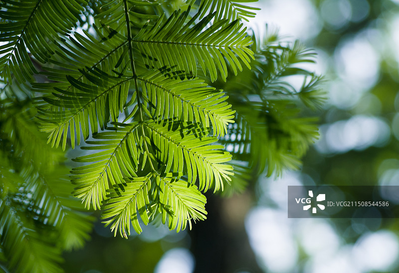水杉新叶图片素材