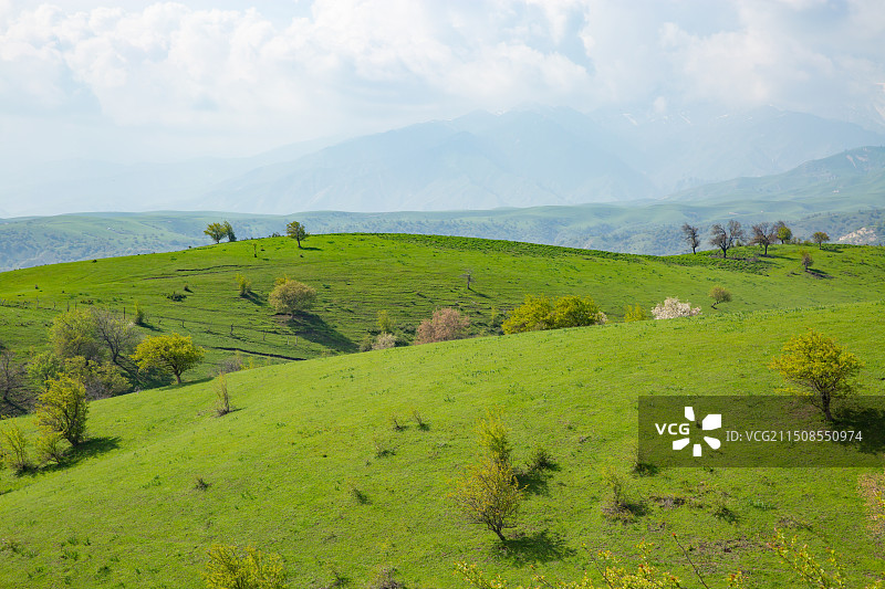 伊犁大西沟也苹果花图片素材