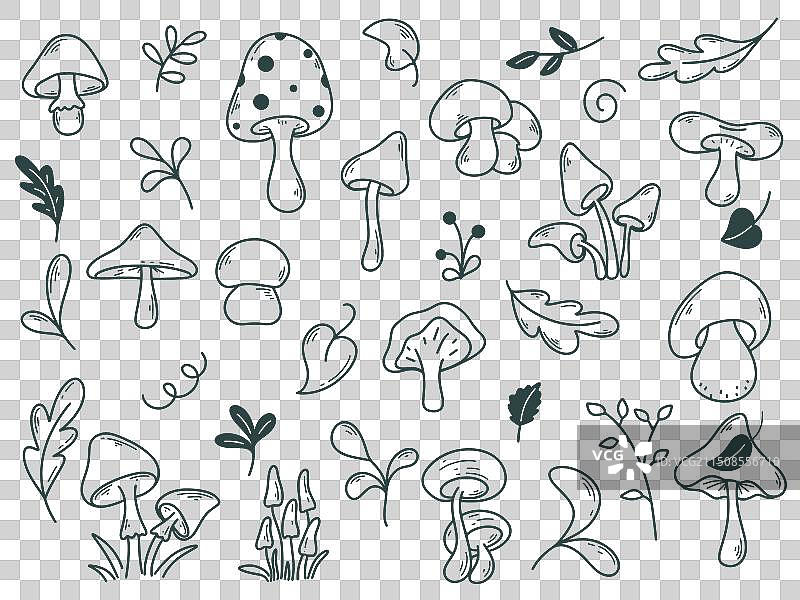 蘑菇植物与草药涂鸦速写图片素材