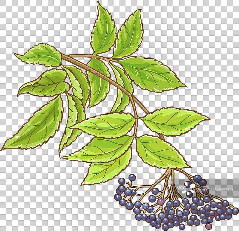 彩色接骨木树枝细节图图片素材