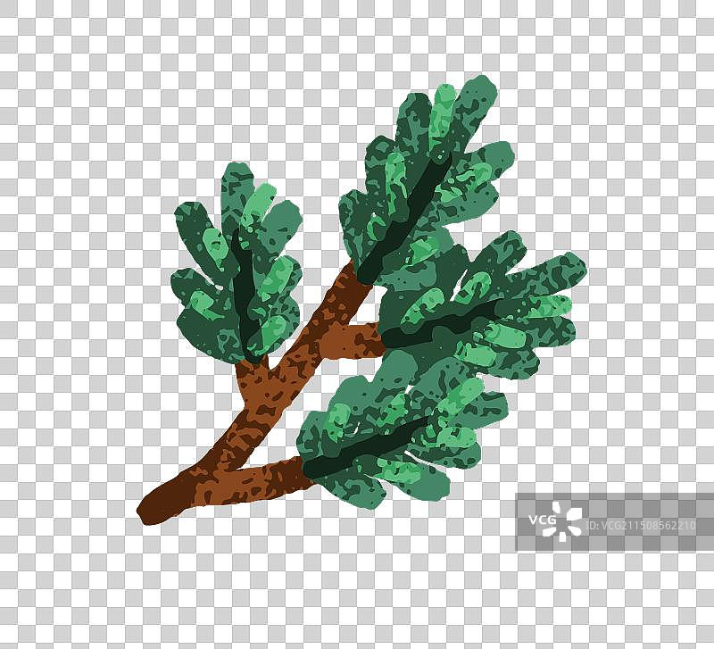 冷杉树枝绿色针叶云杉嫩枝图片素材