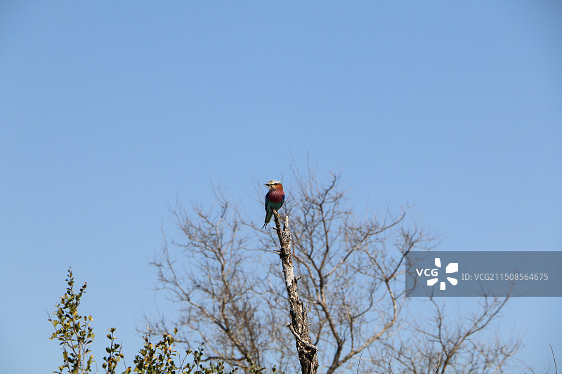 紫胸佛法僧鸟图片素材