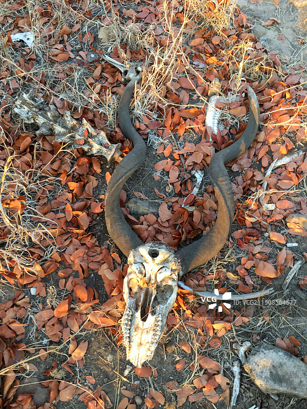 非洲草原上的动物骸骨图片素材
