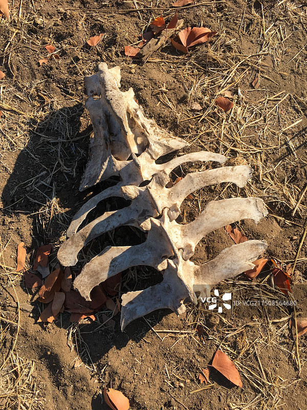 动物骸骨图片素材