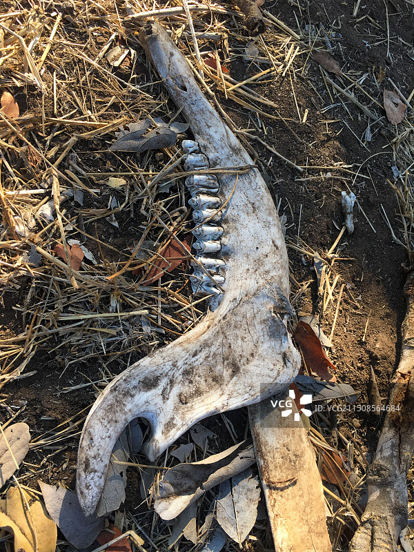 动物骸骨图片素材