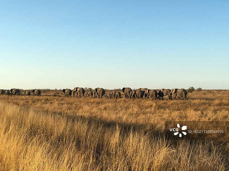 非洲象图片素材