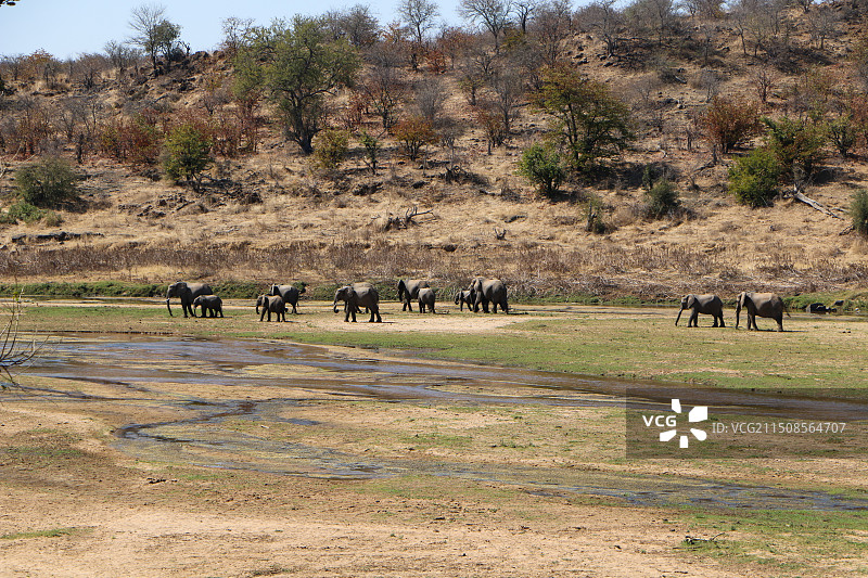 非洲象图片素材