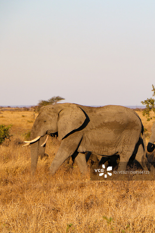 非洲象群图片素材