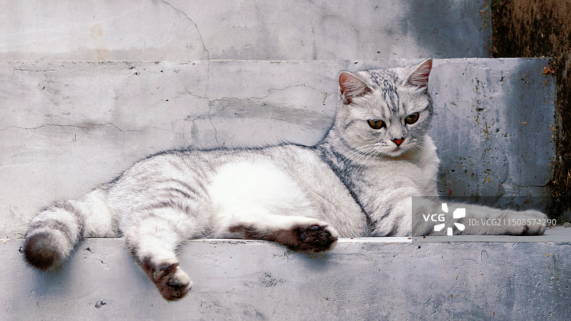 一只叫做灰灰的猫图片素材