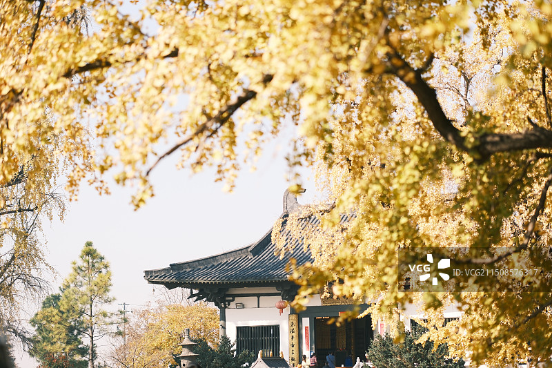 南京惠济寺古银杏千年银杏图片素材