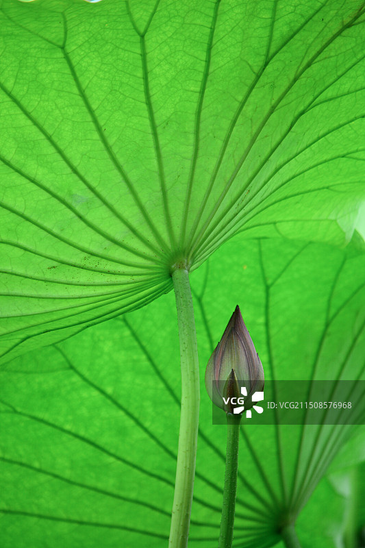 荷叶与菡萏图片素材