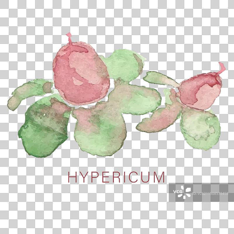 金丝桃水彩图标图片素材