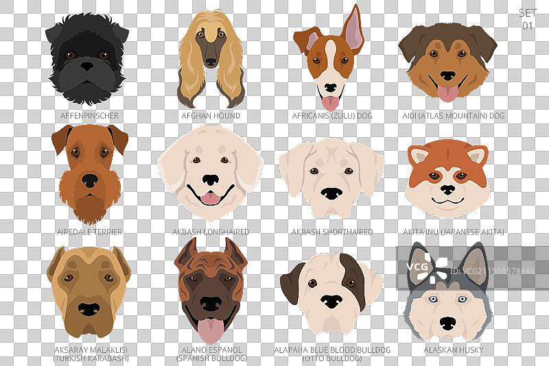 按字母顺序排列的各种狗头图片素材