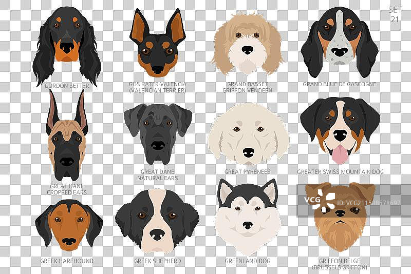 按字母顺序排列的各种狗头图片素材