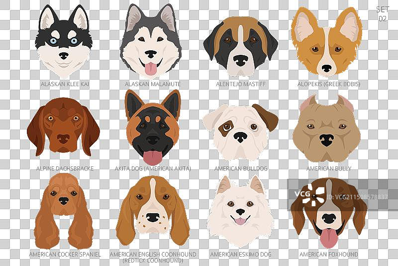 按字母顺序排列的各种狗头图片素材