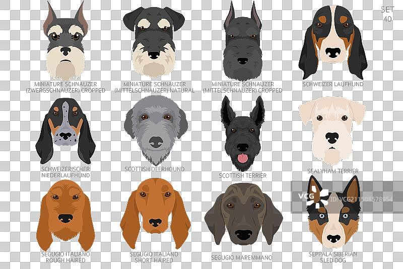 按字母顺序排列的各种狗头图片素材