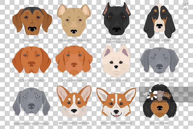 按字母顺序排列的各种狗头图片素材