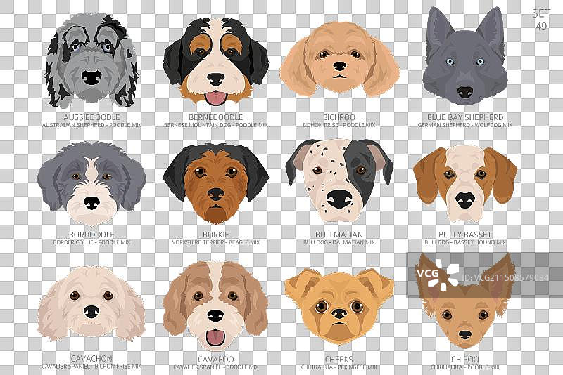 设计师狗头字母表图片素材