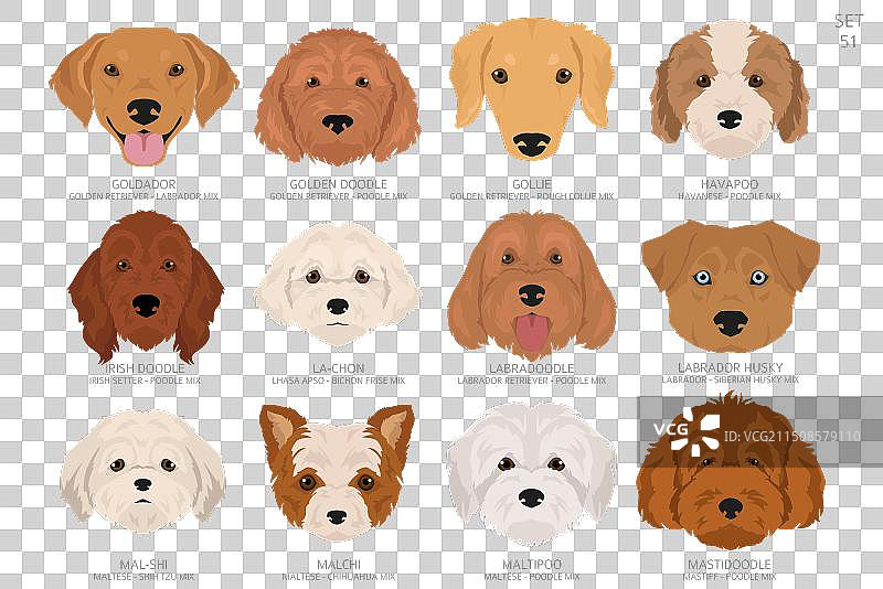 设计师狗头字母表图片素材