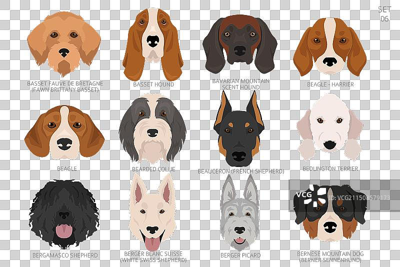 按字母顺序排列的各种狗头图片素材