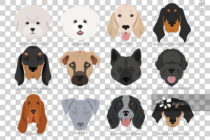 按字母顺序排列的各种狗头图片素材