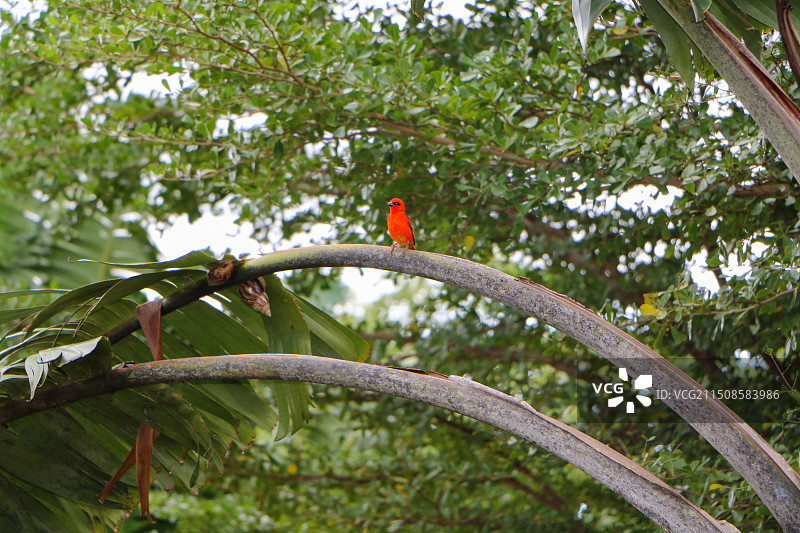 马达加斯加红织雀图片素材