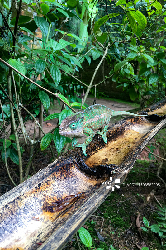 马达加斯加变色龙图片素材