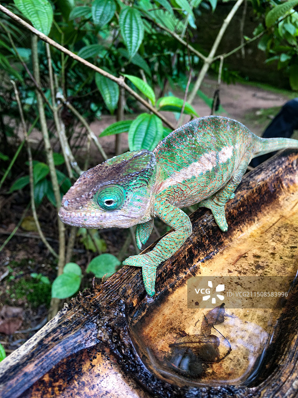 马达加斯加变色龙图片素材