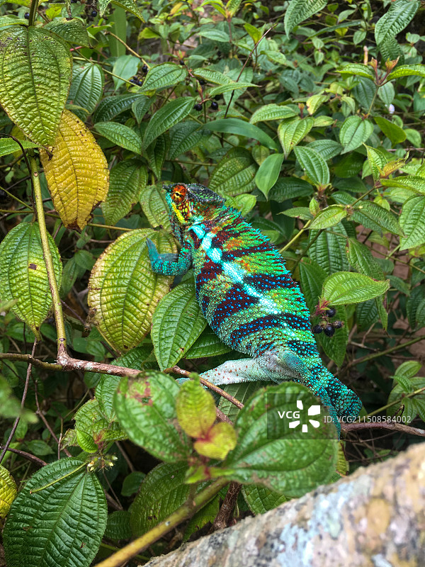 马达加斯加七彩变色龙图片素材