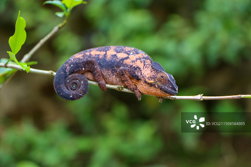 马达加斯加豹纹变色龙图片素材