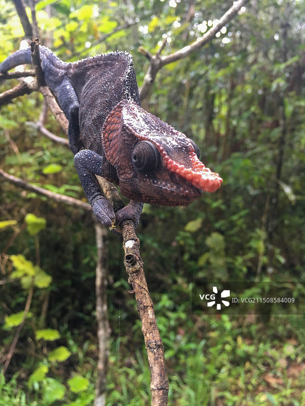 马达加斯加变色龙图片素材