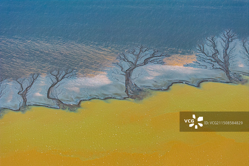 钱塘江大地之树潮汐树图片素材