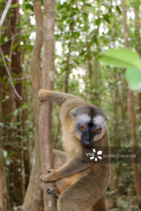 马达加斯加褐狐猴图片素材
