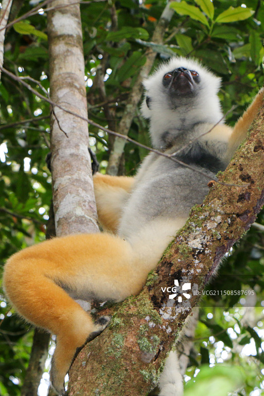 马达加斯加维氏冕狐猴图片素材