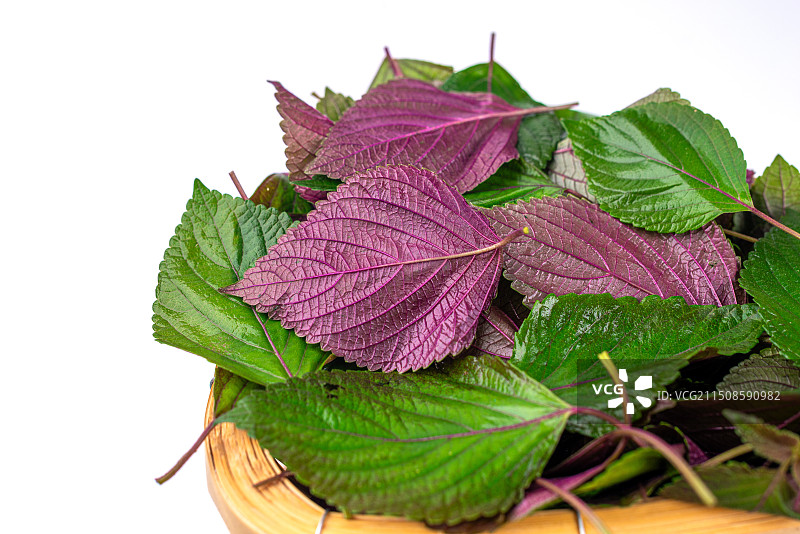 白色背景上的紫苏叶子图片素材