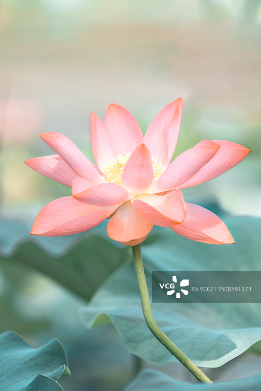 东郊湿地公园荷花图片素材