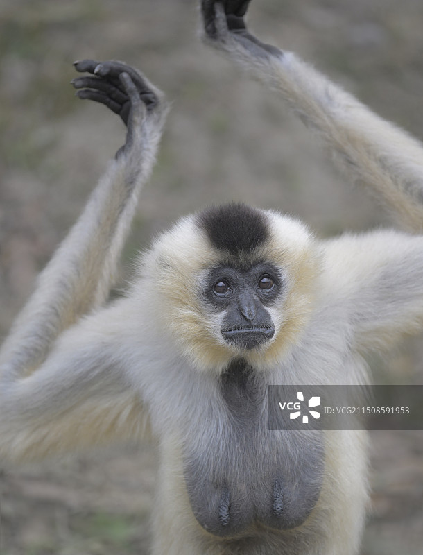 母猿（白颊长臂猿）图片素材