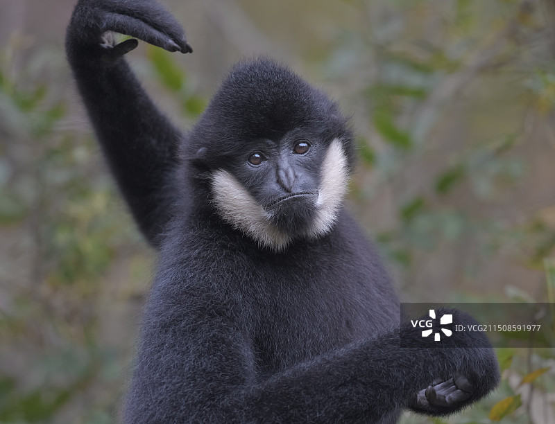 公猿（白颊长臂猿）图片素材