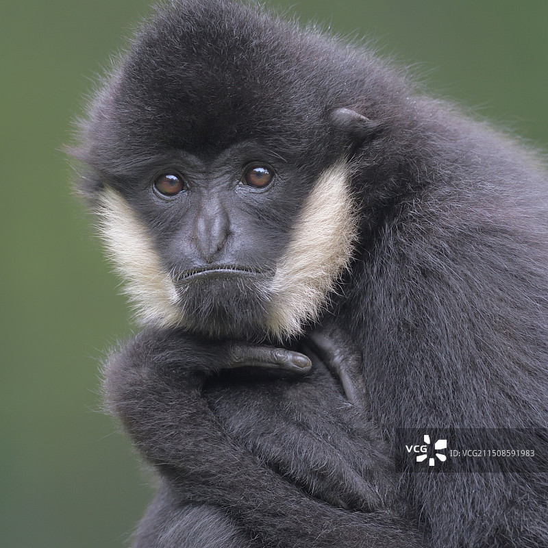 公猿（白颊长臂猿）图片素材