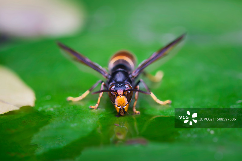 马蜂图片素材