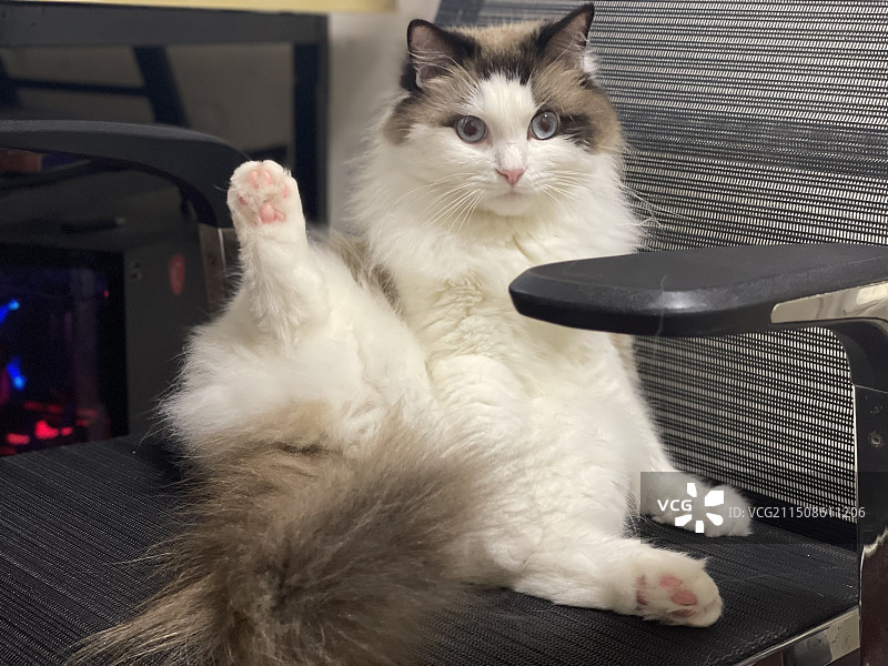 椅子上翘着腿的布偶猫图片素材