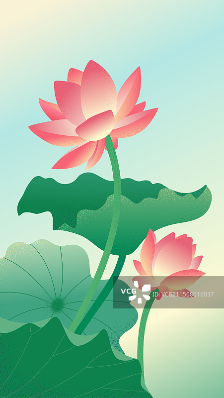 荷花插画图片素材