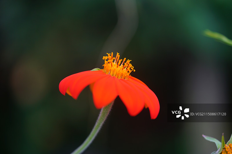 非洲雏菊花头花瓣特写图片素材