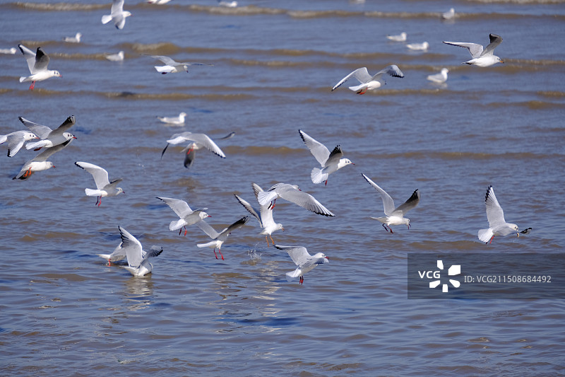 东疆湾图片素材