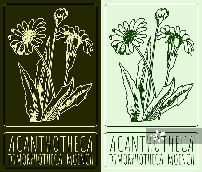 手绘棘壳花图片素材